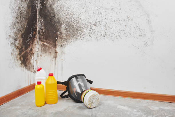 Best Toxic Mold Removal  in Verona, VA