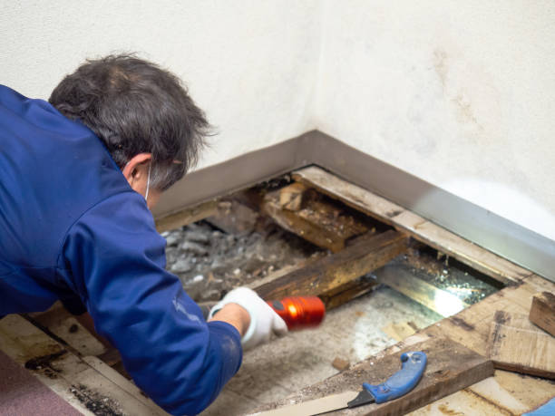 Best Emergency Mold Removal  in Verona, VA