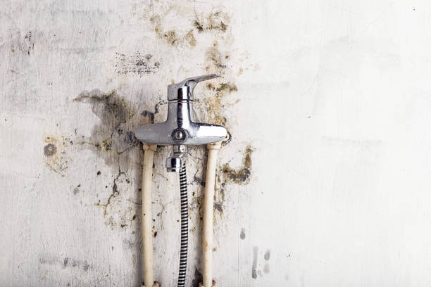 Best Best Mold Removal Companies  in Verona, VA