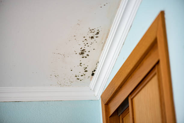 Best Mold Testing  in Verona, VA