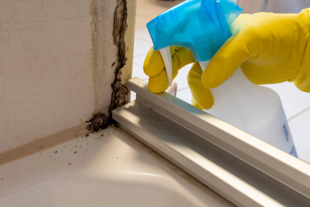 Mold Removal and Inspection in Verona, VA