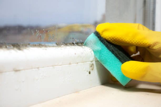 Best Office Mold Removal Services  in Verona, VA