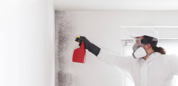 Best Mold Remediation  in Verona, VA