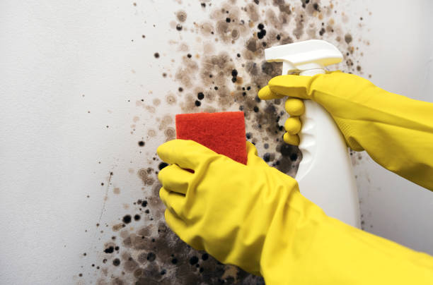 Best Professional Mold Removal  in Verona, VA