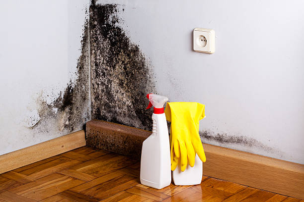 Best Office Mold Removal Services  in Verona, VA