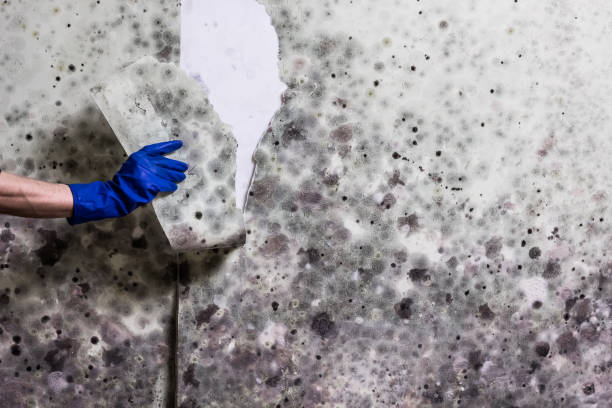 Best Same-Day Mold Removal  in Verona, VA