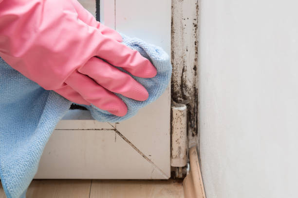 Office Mold Removal Services in Verona, VA
