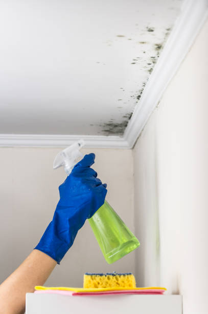 Professional Mold Removal in Verona, VA