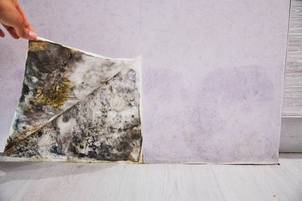 Best Water Damage Restoration  in Verona, VA